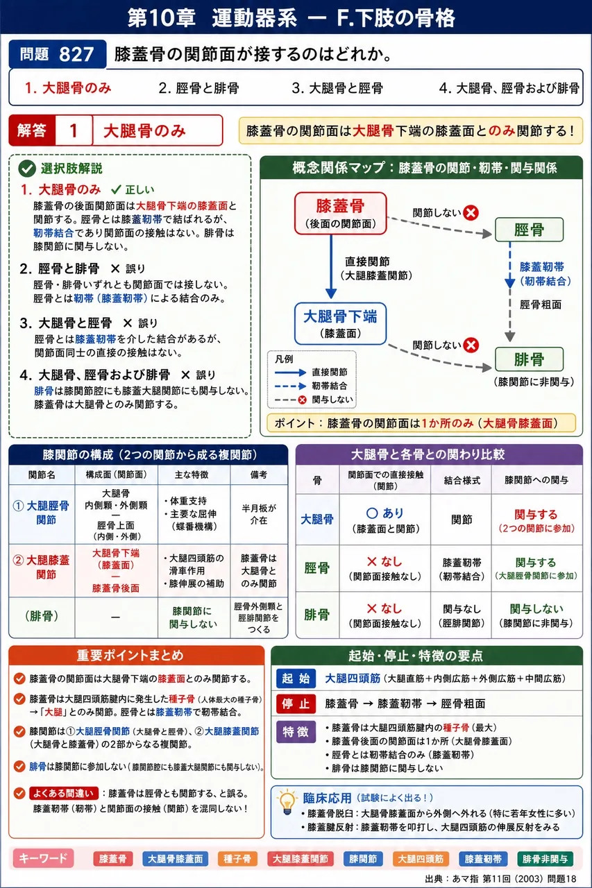 あマ指 第11回(2003) 問題18｜膝蓋骨の関節面が接するのはどれか。 解説図