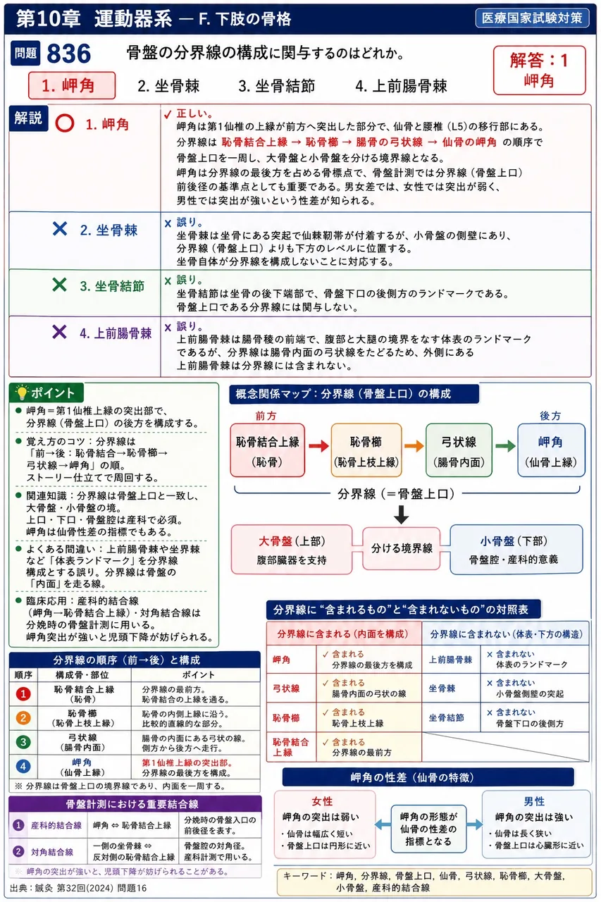 鍼灸 第32回(2024) 問題16｜骨盤の分界線の構成に関与するのはどれか。 解説図