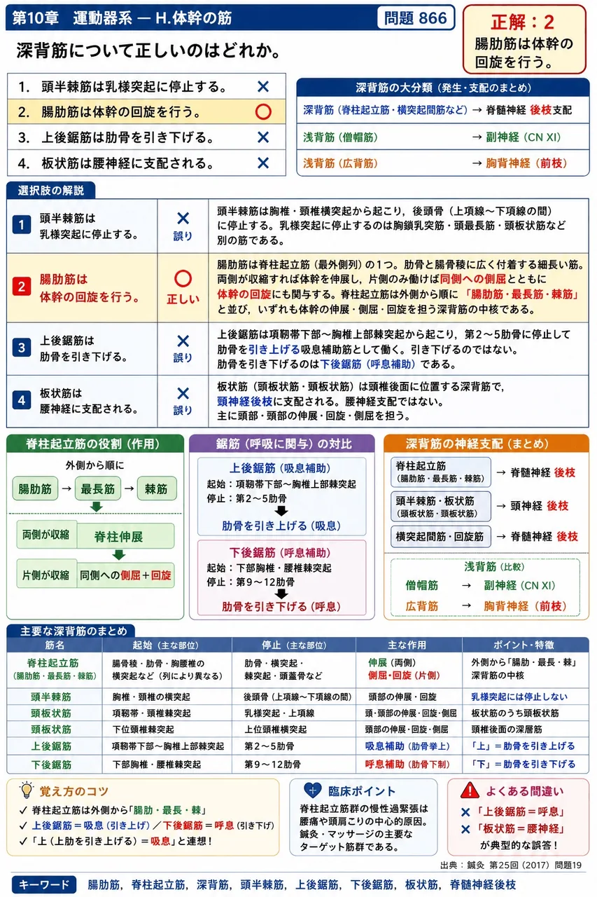鍼灸 第25回(2017) 問題19|深背筋について正しいのはどれか。 解説図