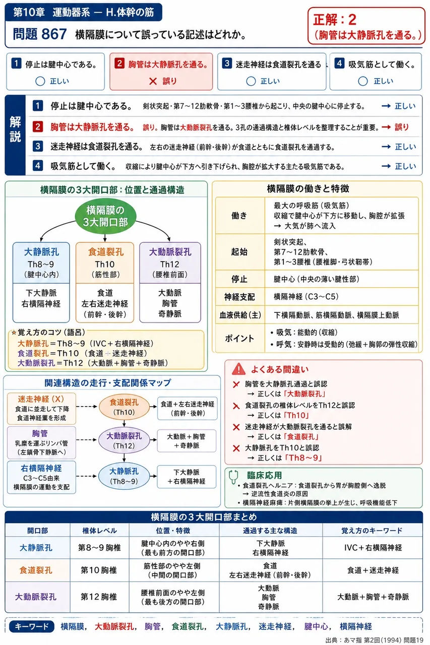 あマ指 第2回(1994) 問題19｜横隔膜について誤っている記述はどれか。 解説図