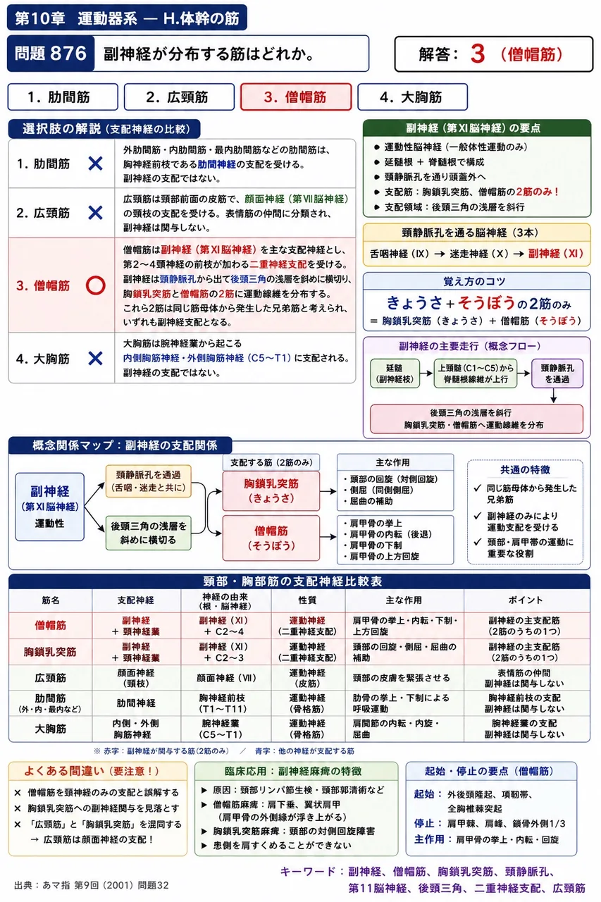 あマ指 第9回(2001) 問題32｜副神経が分布する筋はどれか。 解説図