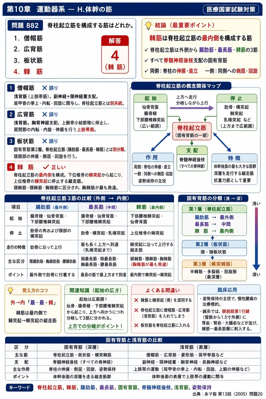 あマ指 第13回(2005) 問題20｜脊柱起立筋を構成する筋はどれか。 解説図