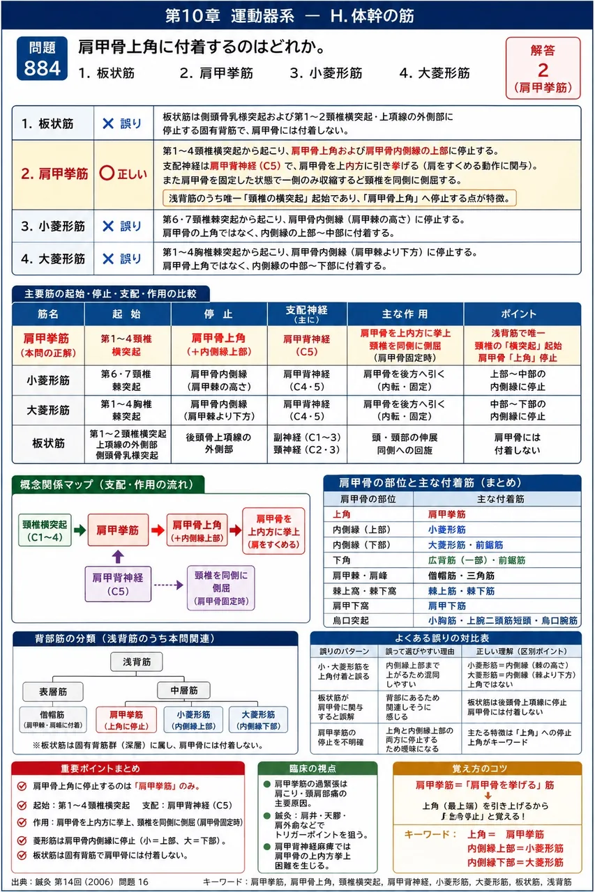 鍼灸 第14回(2006) 問題16｜肩甲骨上角に付着するのはどれか。 解説図