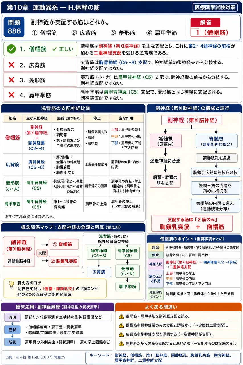 あマ指 第15回(2007) 問題29｜副神経が支配する筋はどれか。 解説図