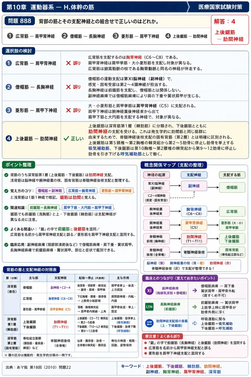 あマ指 第18回(2010) 問題22|背部の筋とその支配神経との組合せで正しいのはどれか。 解説図
