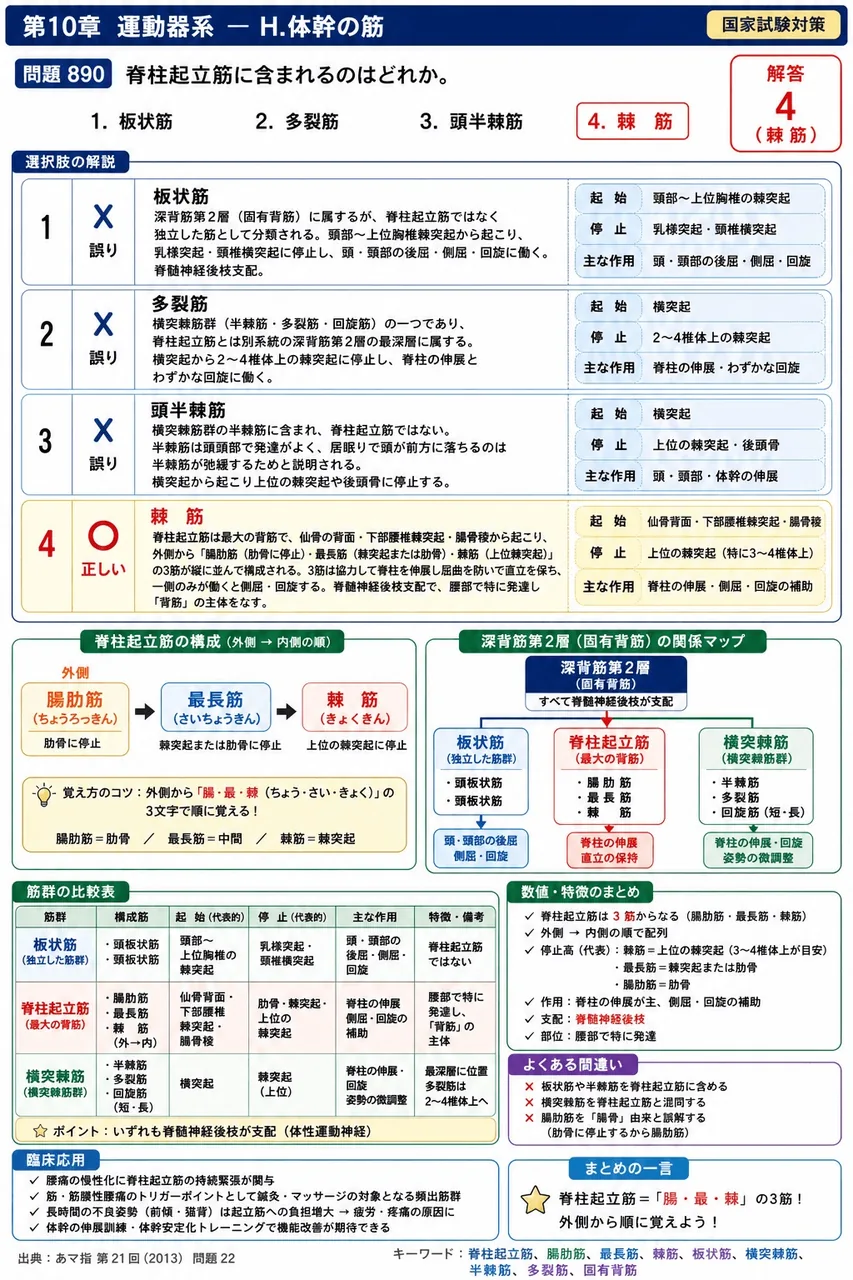 あマ指 第21回(2013) 問題22｜脊柱起立筋に含まれるのはどれか。 解説図