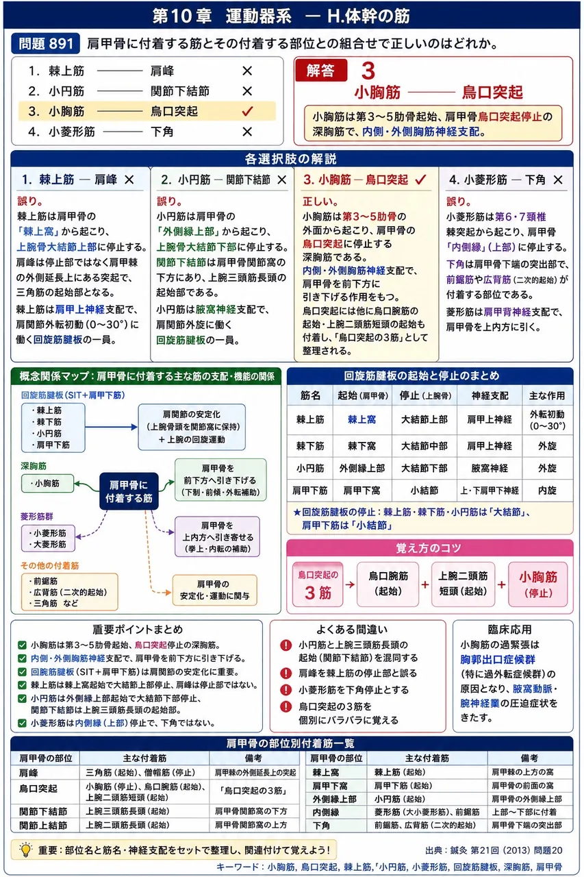鍼灸 第21回(2013) 問題20｜肩甲骨に付着する筋とその付着する部位との組合せで正しいのはどれか。 解説図