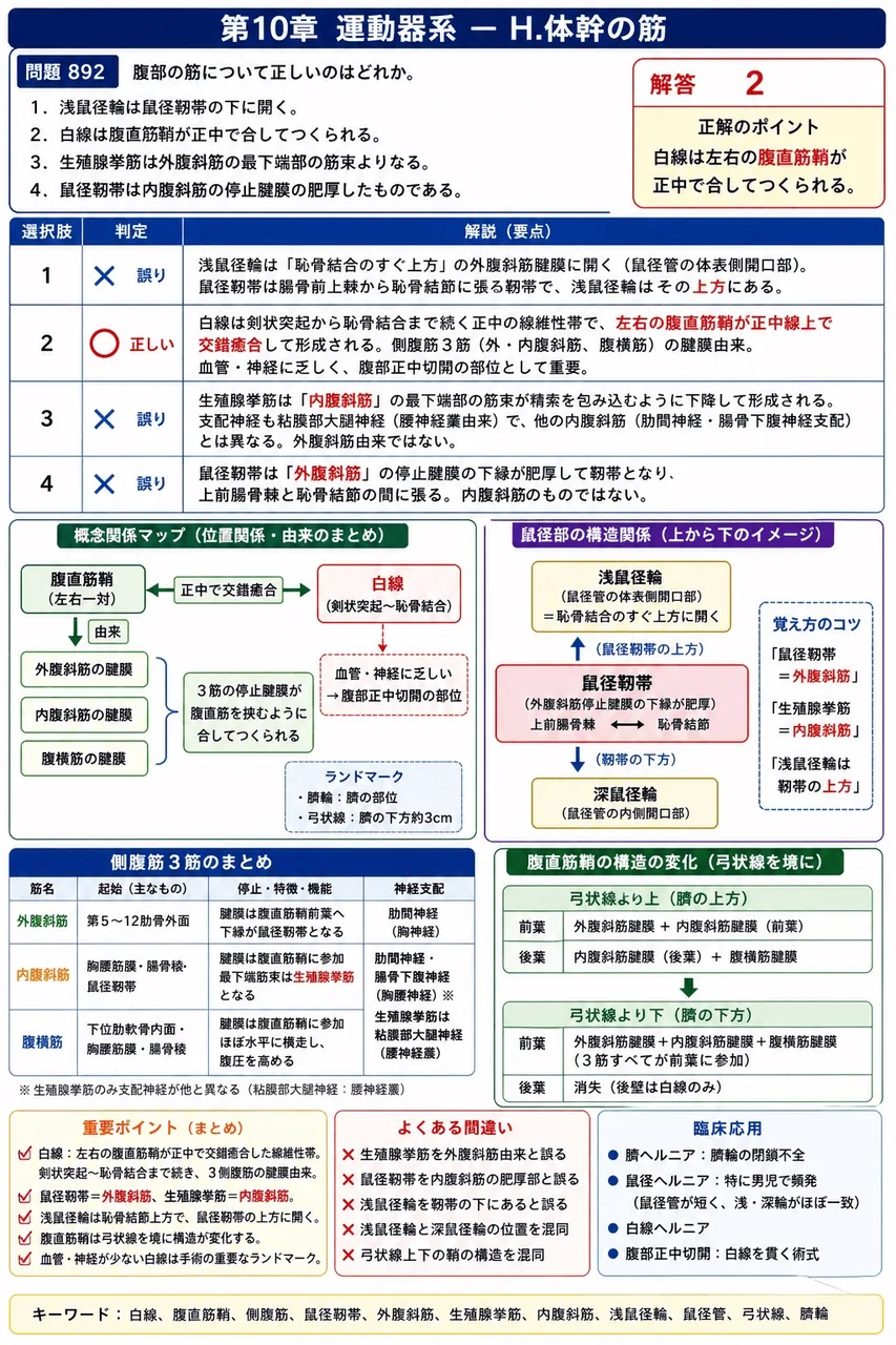 鍼灸 第22回(2014) 問題18｜腹部の筋について正しいのはどれか。 解説図