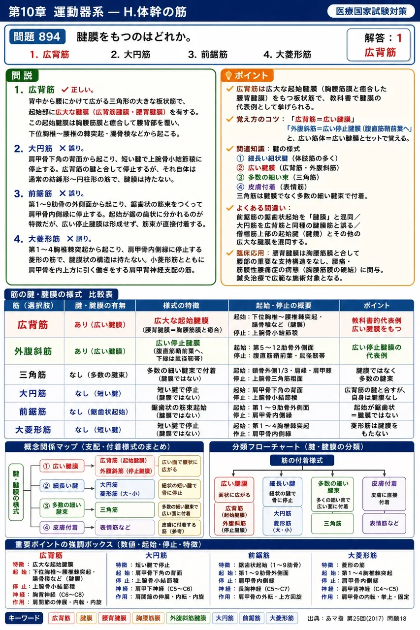 あマ指 第25回(2017) 問題18|腱膜をもつのはどれか。 解説図