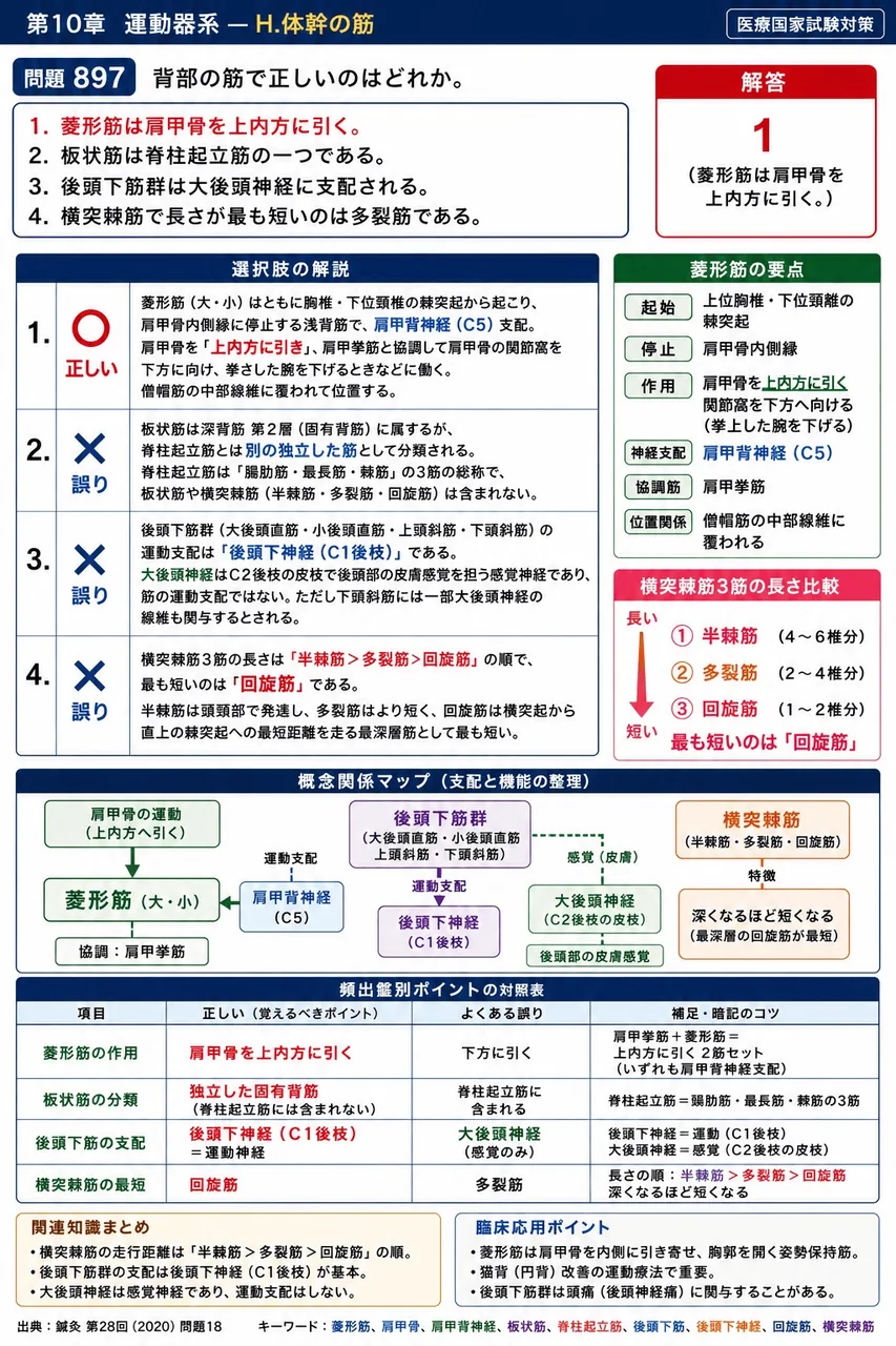 鍼灸 第28回(2020) 問題18｜背部の筋で正しいのはどれか。 解説図
