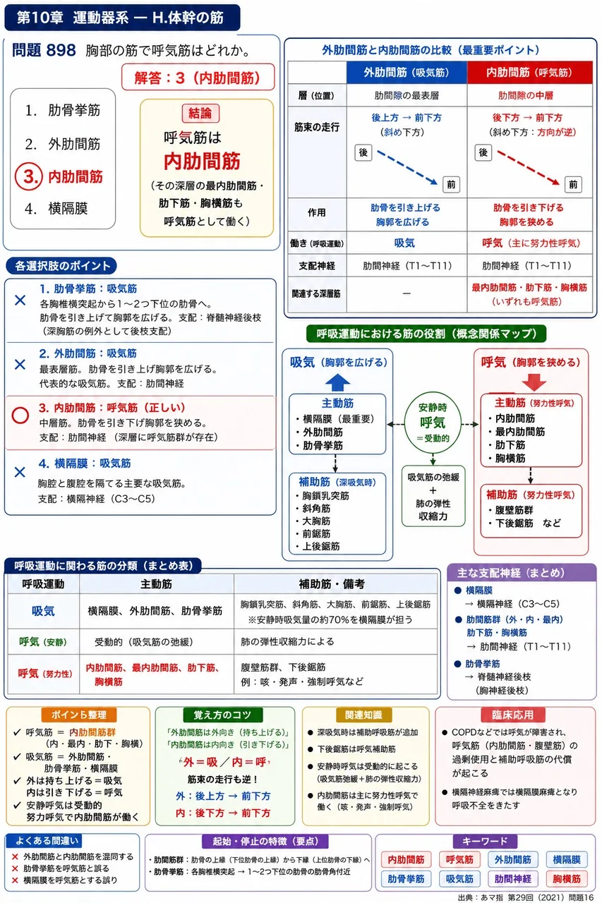 あマ指 第29回(2021) 問題16｜胸部の筋で呼気筋はどれか。 解説図