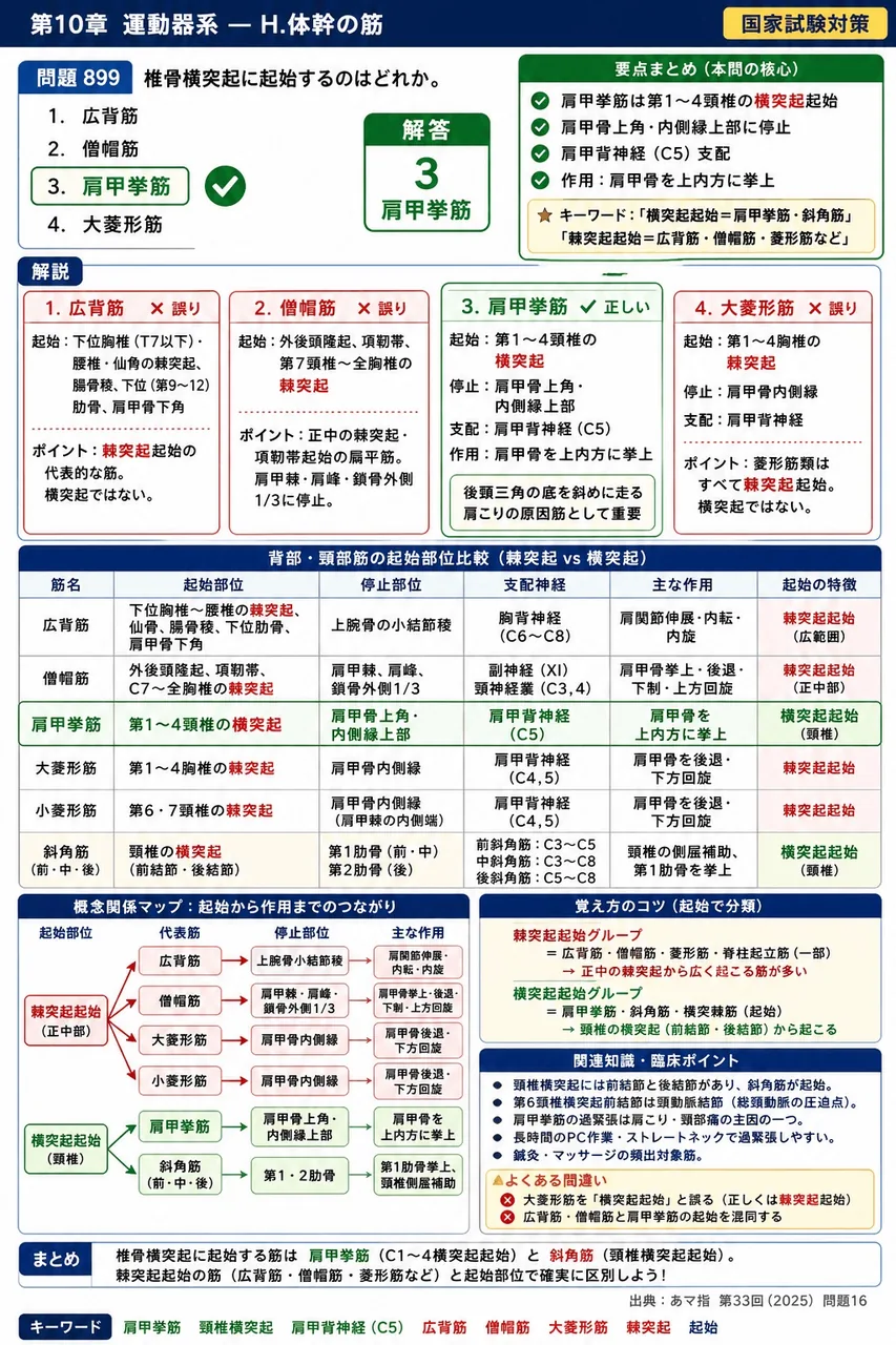 あマ指 第33回(2025) 問題16｜椎骨横突起に起始するのはどれか。 解説図