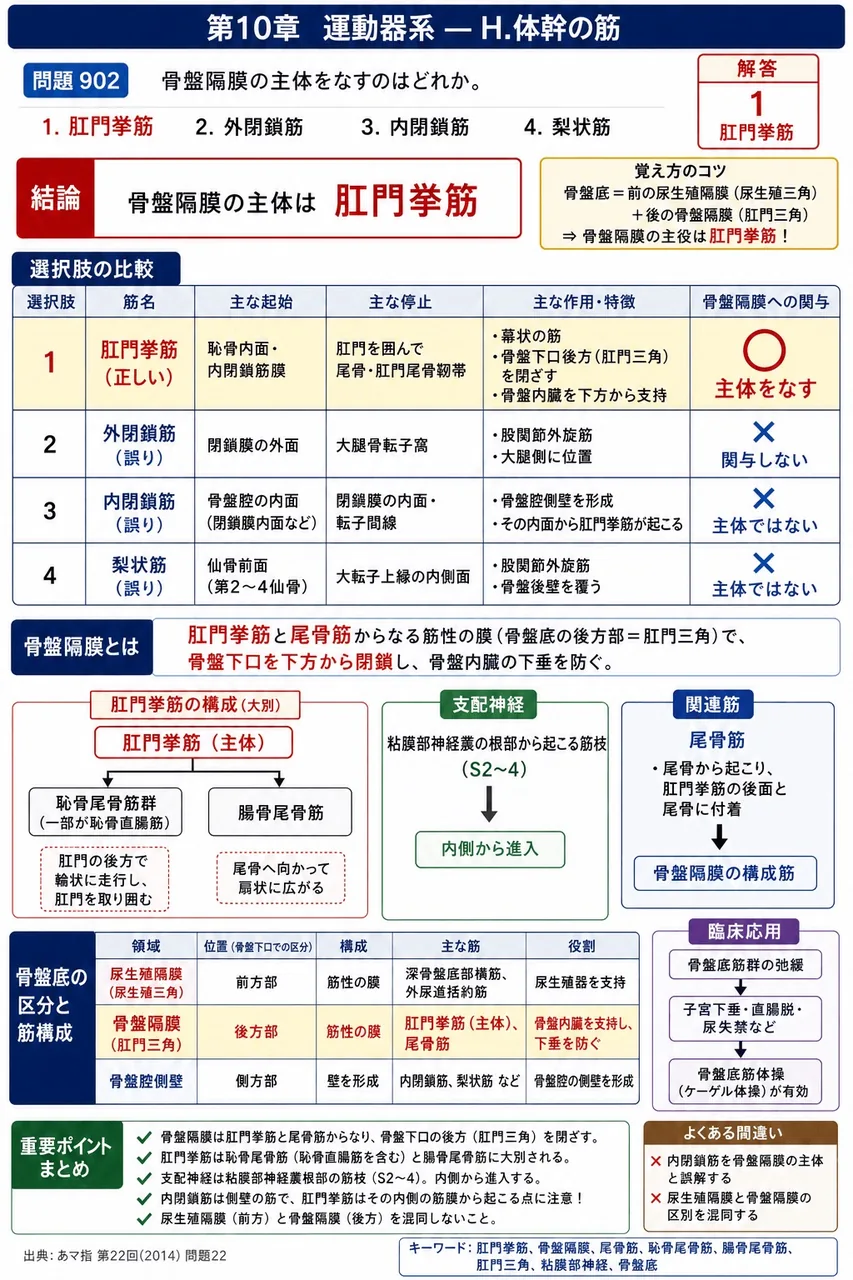 あマ指 第22回(2014) 問題22｜骨盤隔膜の主体をなすのはどれか。 解説図