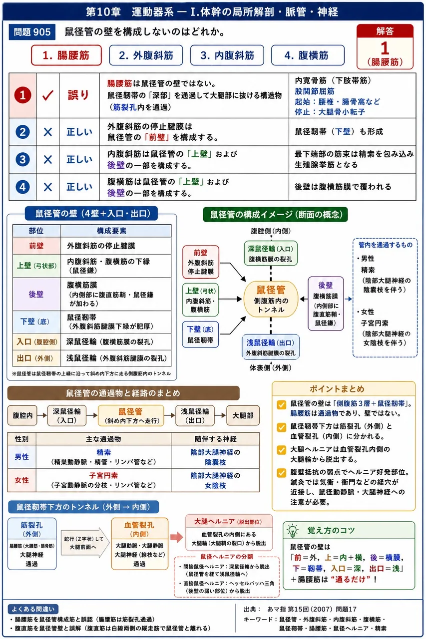あマ指 第15回(2007) 問題17|鼠径管の壁を構成しないのはどれか。 解説図