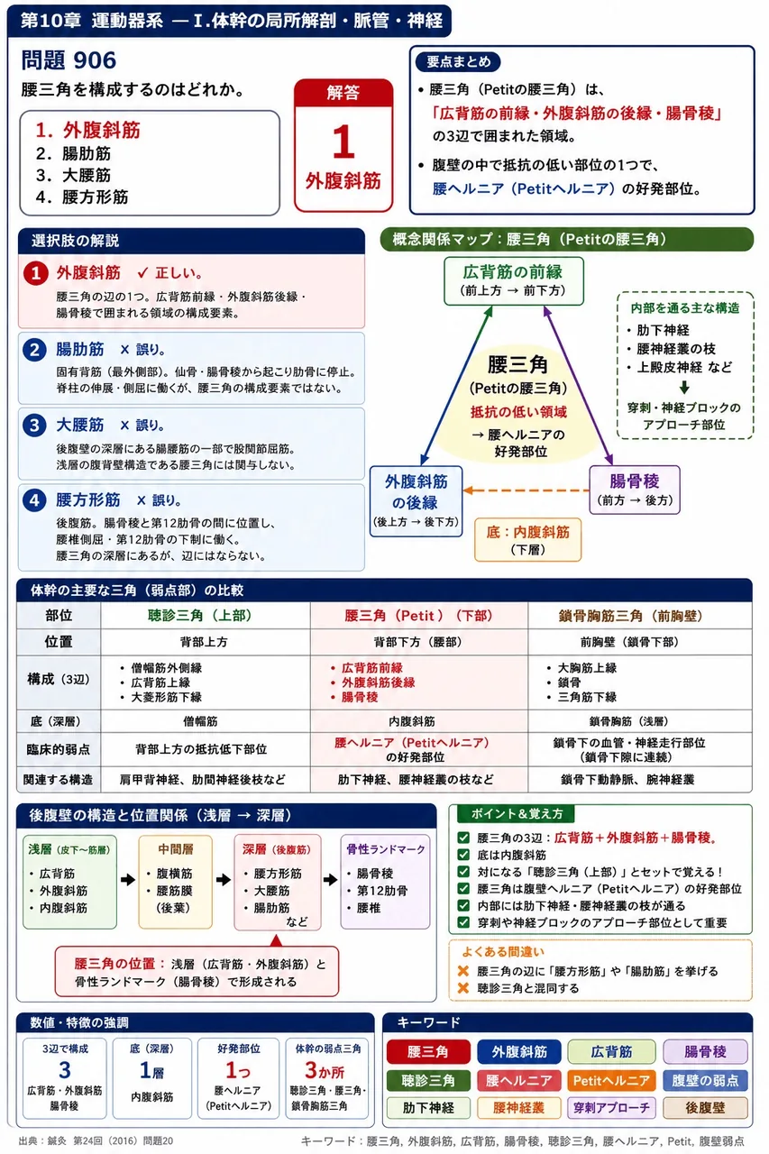 鍼灸 第24回(2016) 問題20|腰三角を構成するのはどれか。 解説図