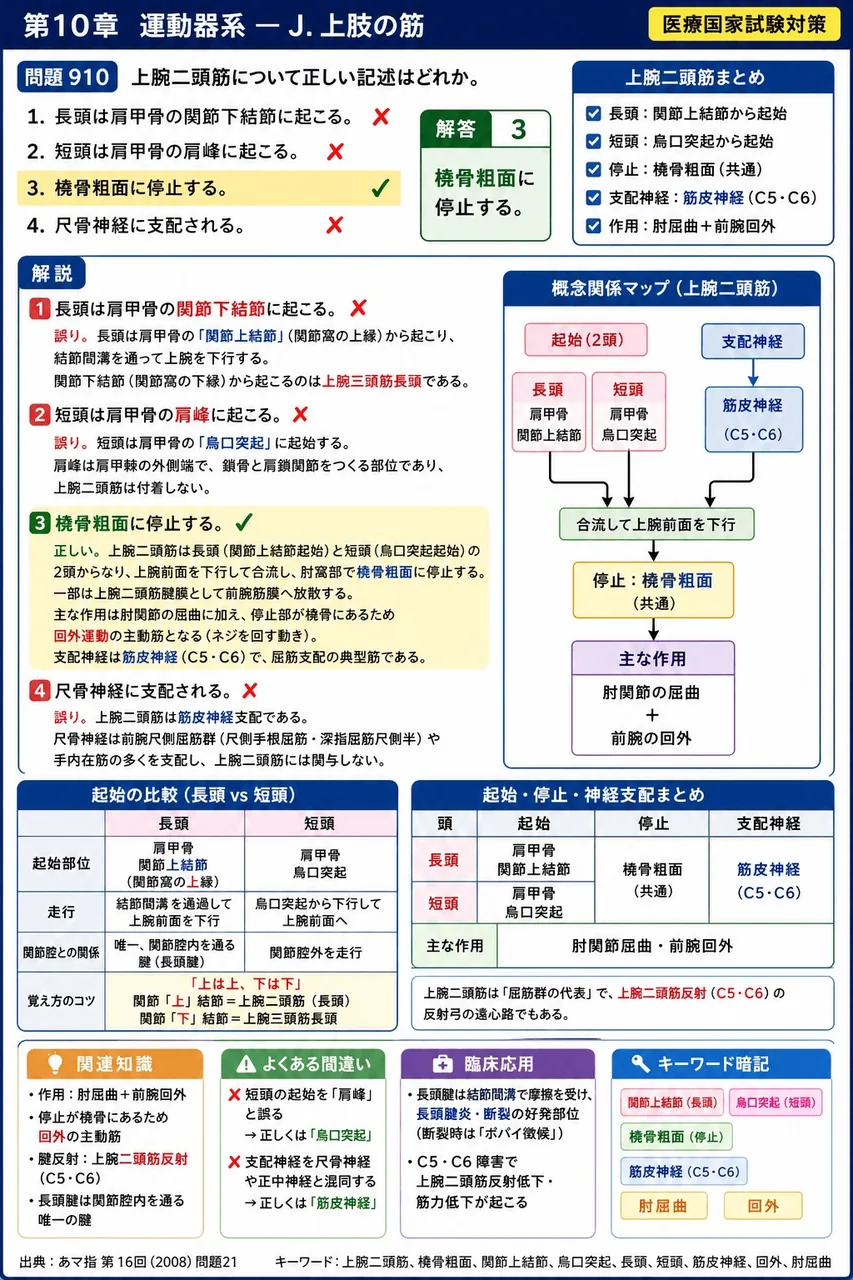 あマ指 第16回(2008) 問題21｜上腕二頭筋について正しい記述はどれか。 解説図