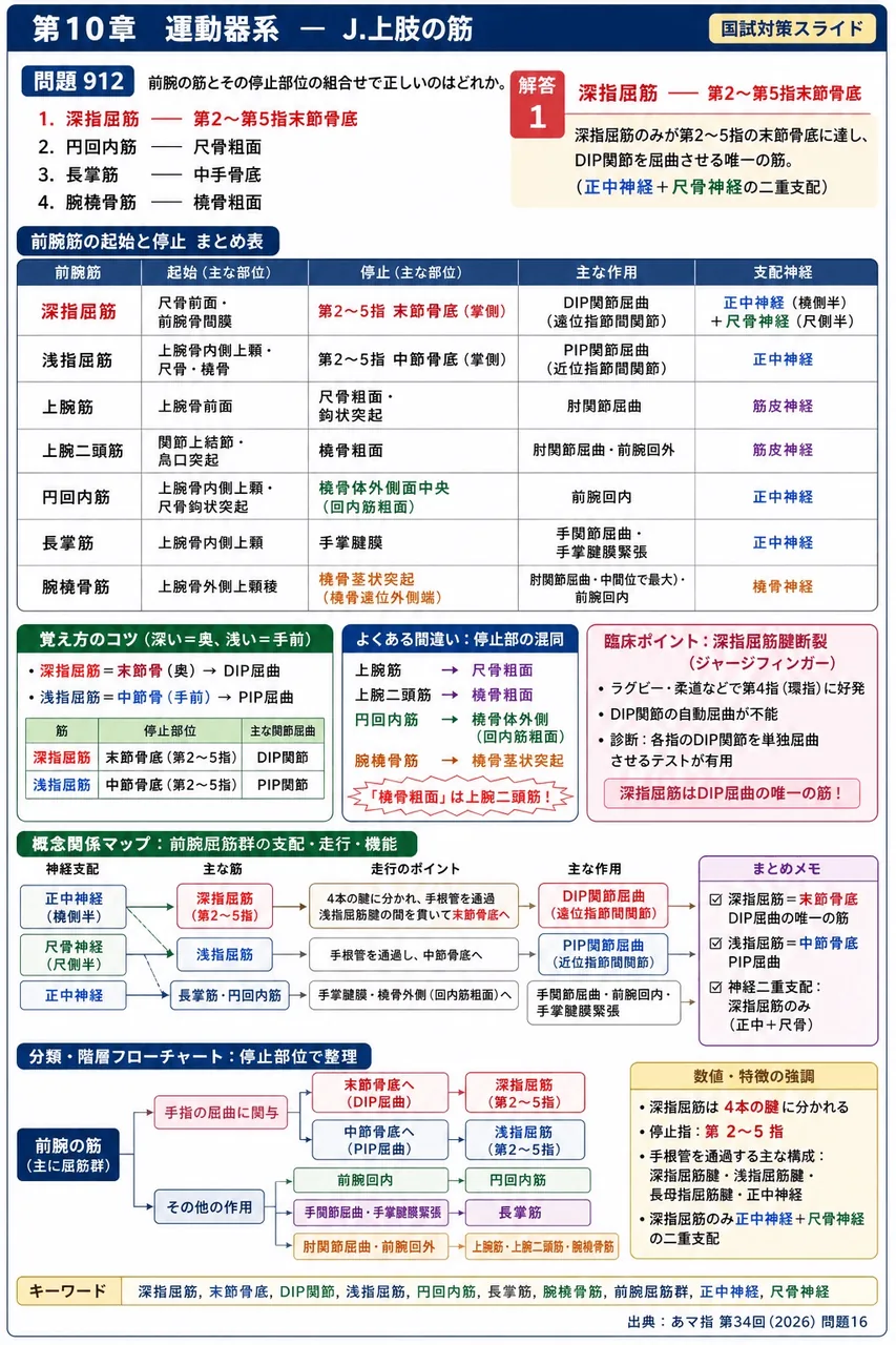 あマ指 第34回(2026) 問題16|前腕の筋とその停止部位の組合せで正しいのはどれか。 解説図