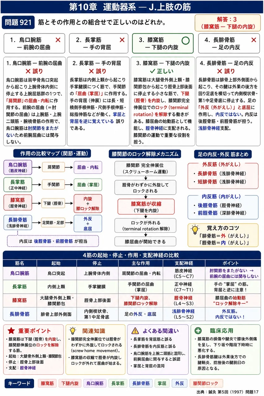 鍼灸 第5回(1997) 問題17|筋とその作用との組合せで正しいのはどれか。 解説図