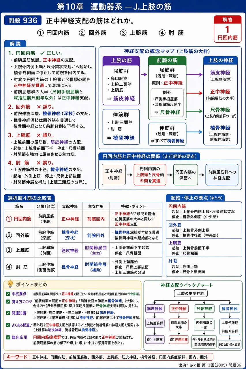 あマ指 第13回(2005) 問題36｜正中神経支配の筋はどれか。 解説図