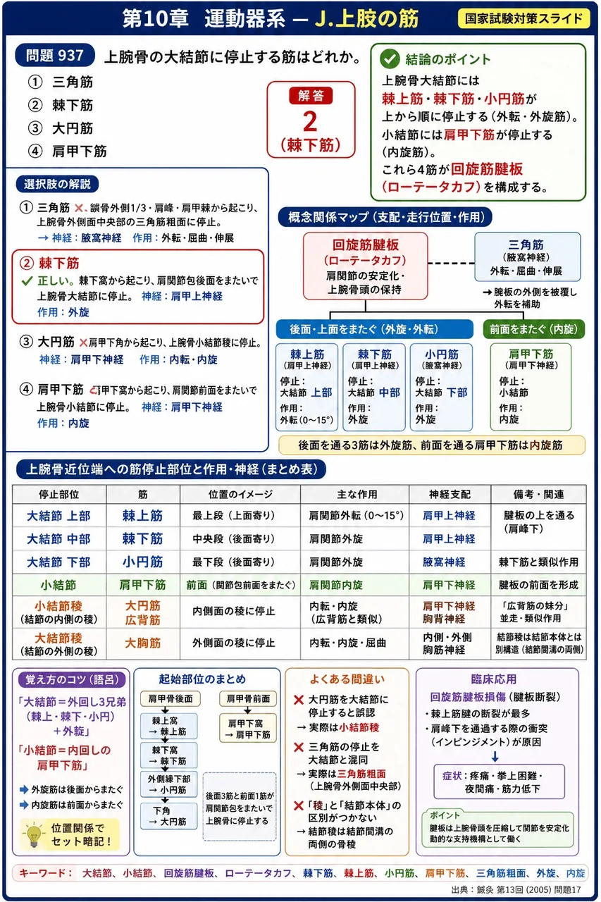鍼灸 第13回(2005) 問題17|上腕骨の大結節に停止する筋はどれか。 解説図