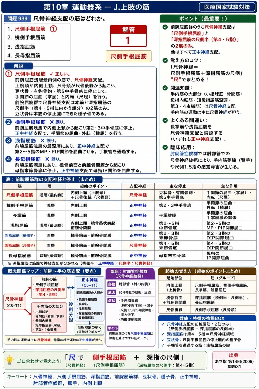 あマ指 第14回(2006) 問題31|尺骨神経支配の筋はどれか。 解説図