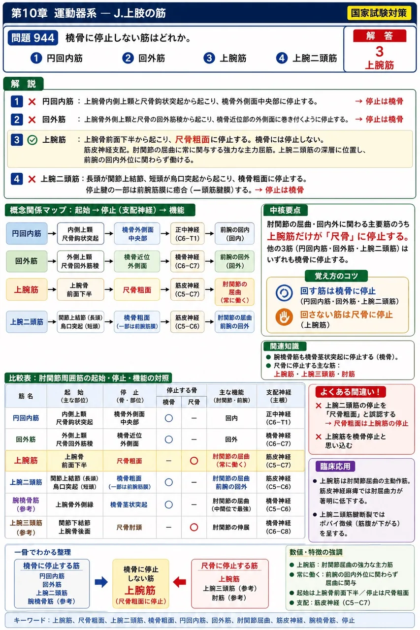 あマ指 第17回(2009) 問題20|橈骨に停止しない筋はどれか。 解説図
