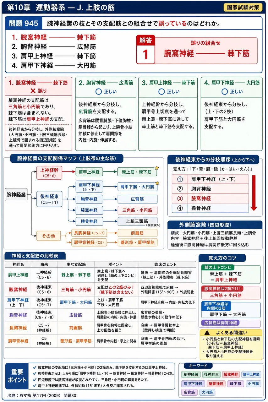 あマ指 第17回(2009) 問題30|腕神経叢の枝とその支配筋との組合せで誤っているのはどれか。 解説図