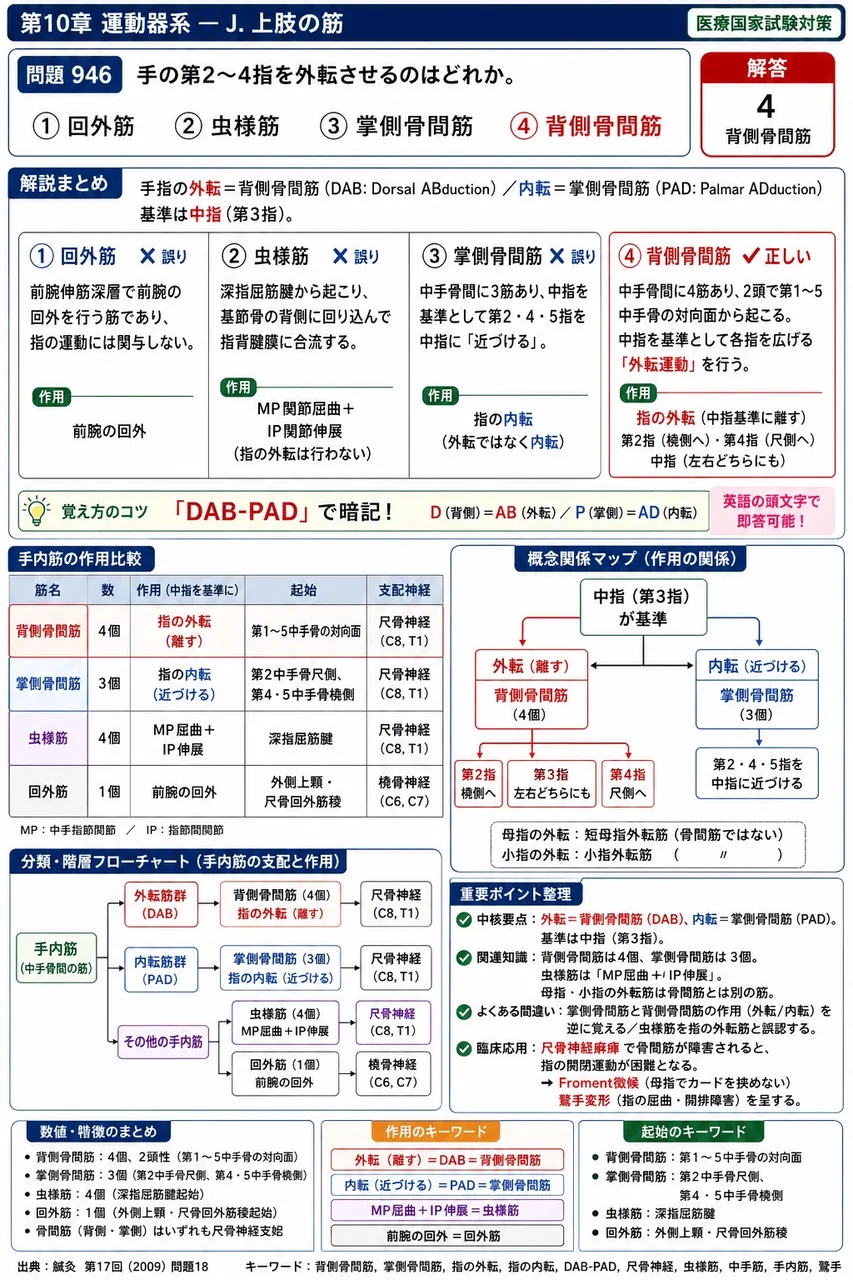 鍼灸 第17回(2009) 問題18|手の第2~4指を外転させるのはどれか。 解説図