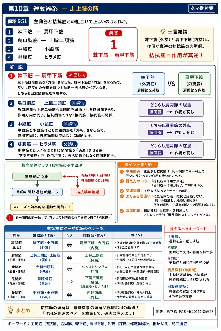 あマ指 第19回(2011) 問題23|主動筋と拮抗筋との組合せで正しいのはどれか。 解説図