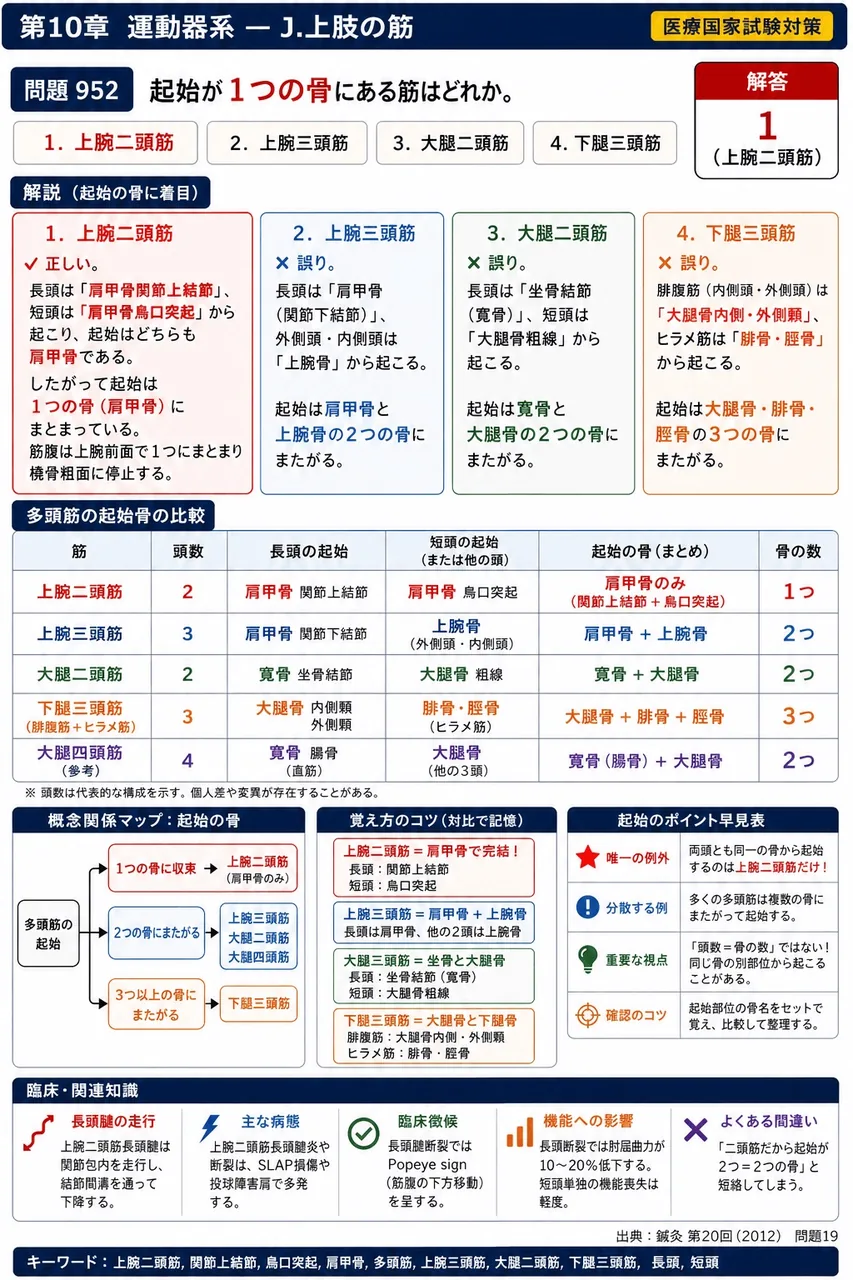 鍼灸 第20回(2012) 問題19｜起始が1つの骨にある筋はどれか。 解説図