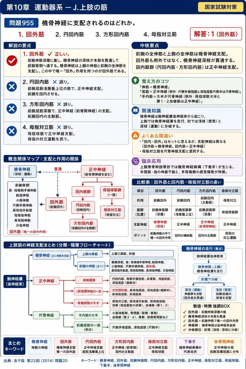 あマ指 第22回(2014) 問題20|橈骨神経に支配されるのはどれか。 解説図
