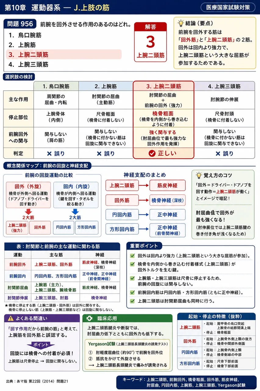 あマ指 第22回(2014) 問題21|前腕を回外させる作用のあるのはどれか。 解説図