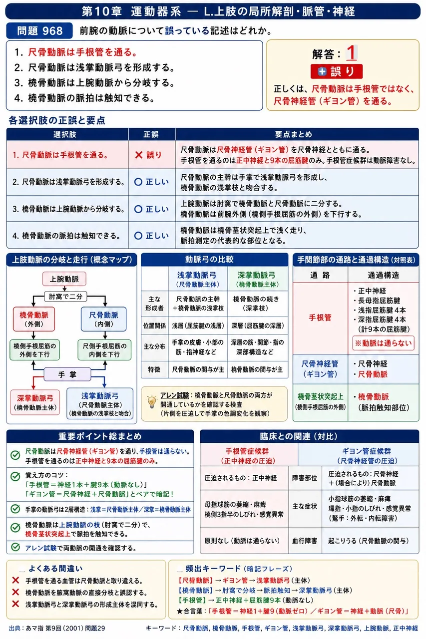 あマ指 第9回(2001) 問題29｜前腕の動脈について誤っている記述はどれか。 解説図