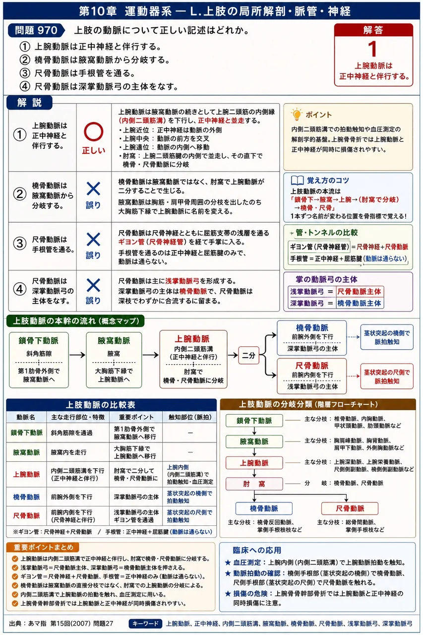 あマ指 第15回(2007) 問題27|上肢の動脈について正しい記述はどれか。 解説図