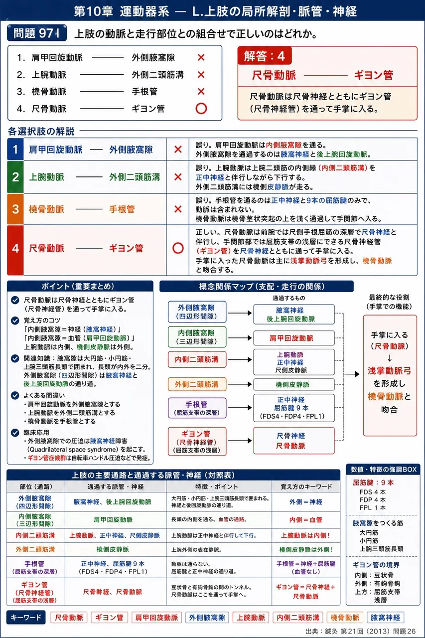 鍼灸 第21回(2013) 問題26|上肢の動脈と走行部位との組合せで正しいのはどれか。 解説図