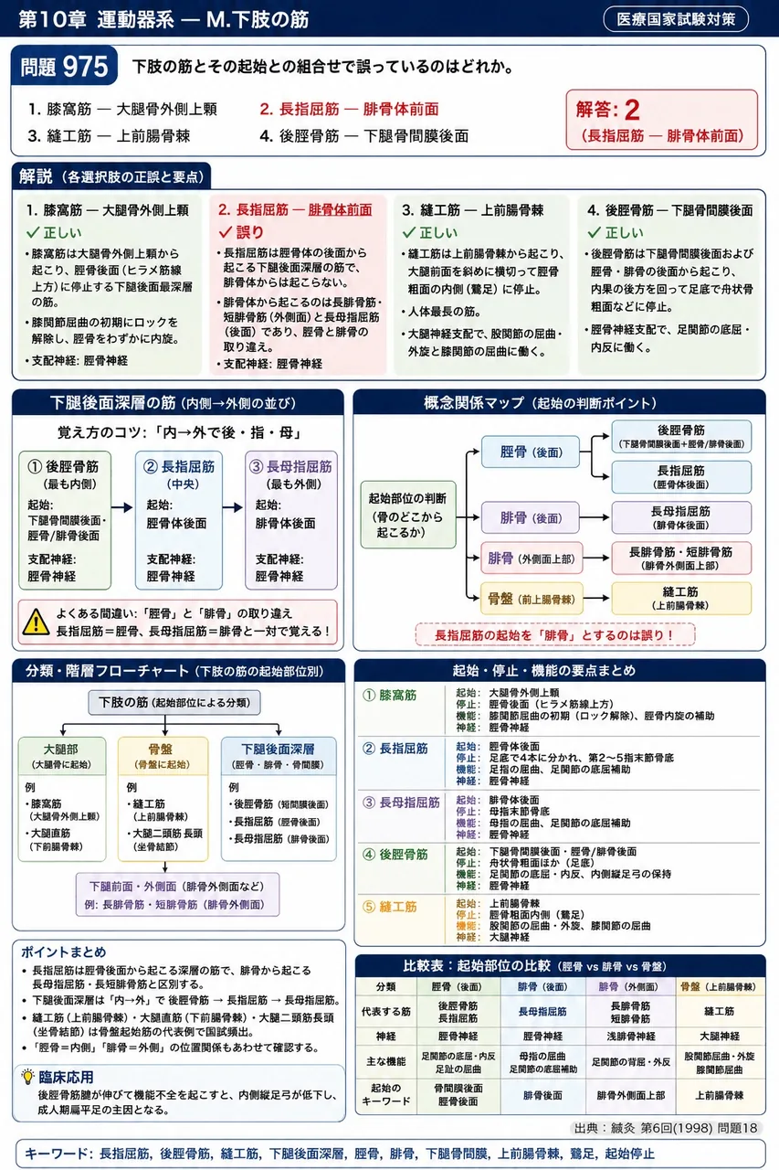鍼灸 第6回(1998) 問題18|下肢の筋とその起始との組合せで誤っているのはどれか。 解説図