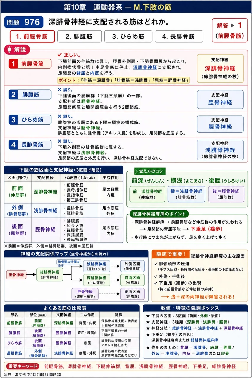 あマ指 第1回(1993) 問題20|深腓骨神経に支配される筋はどれか。 解説図