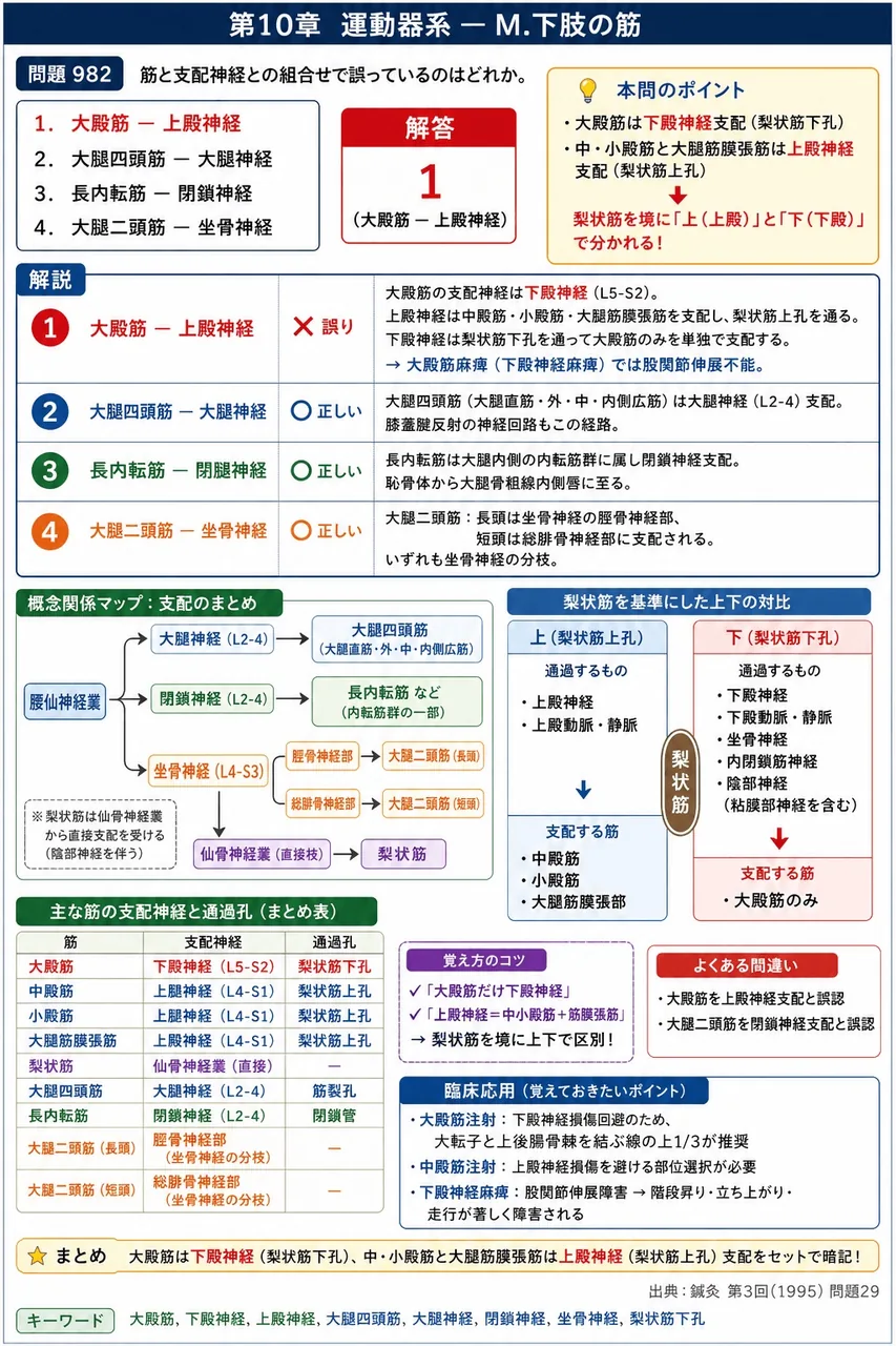 鍼灸 第3回(1995) 問題29｜筋と支配神経との組合せで誤っているのはどれか。 解説図