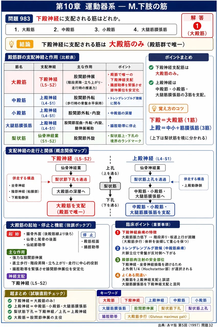 あマ指 第5回(1997) 問題32|下殿神経に支配される筋はどれか。 解説図