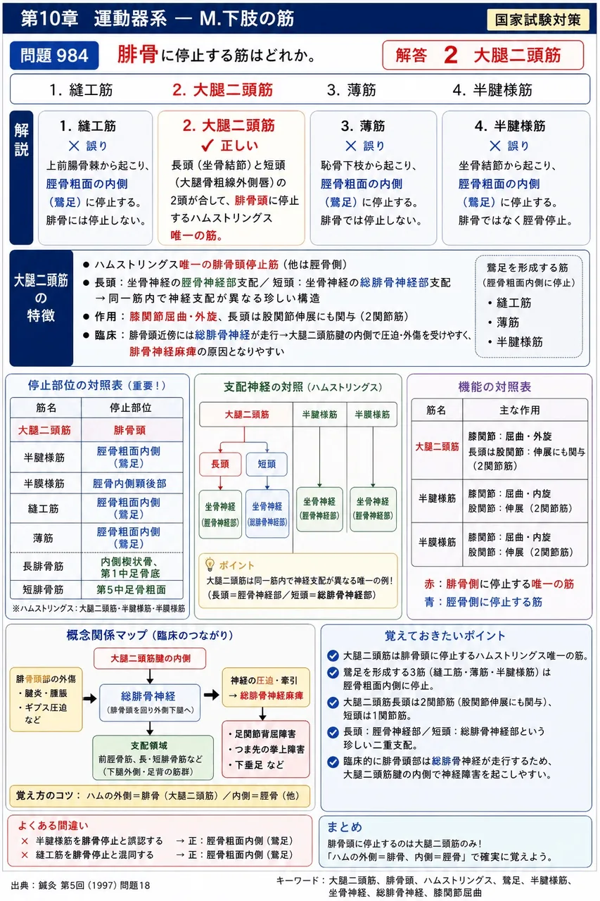 鍼灸 第5回(1997) 問題18｜腓骨に停止する筋はどれか。 解説図