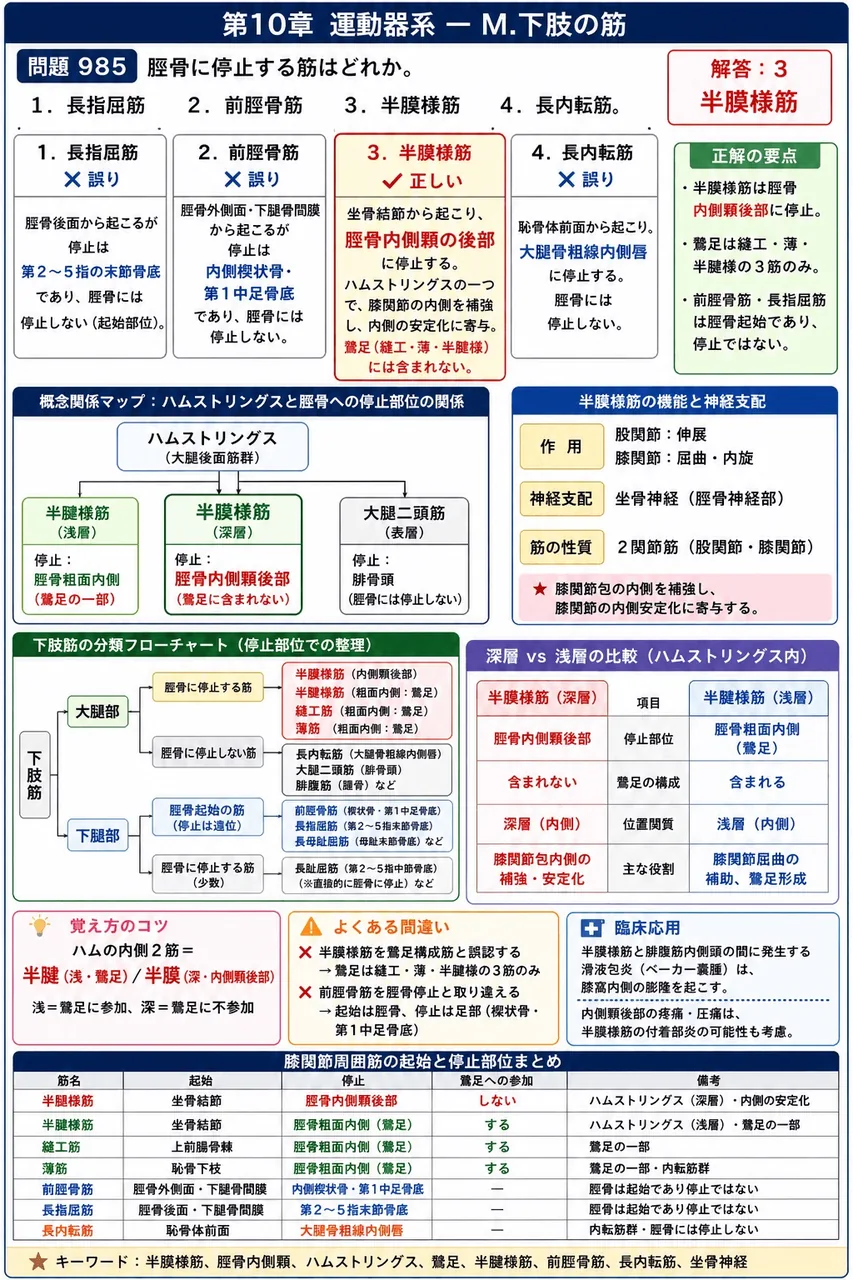 あマ指 第6回(1998) 問題22|脛骨に停止する筋はどれか。 解説図