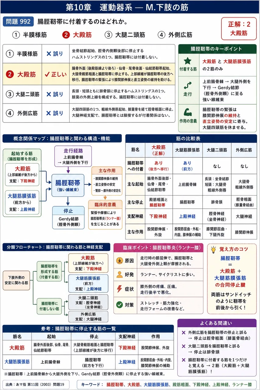 あマ指 第11回(2003) 問題19｜腸脛靭帯に付着するのはどれか。 解説図