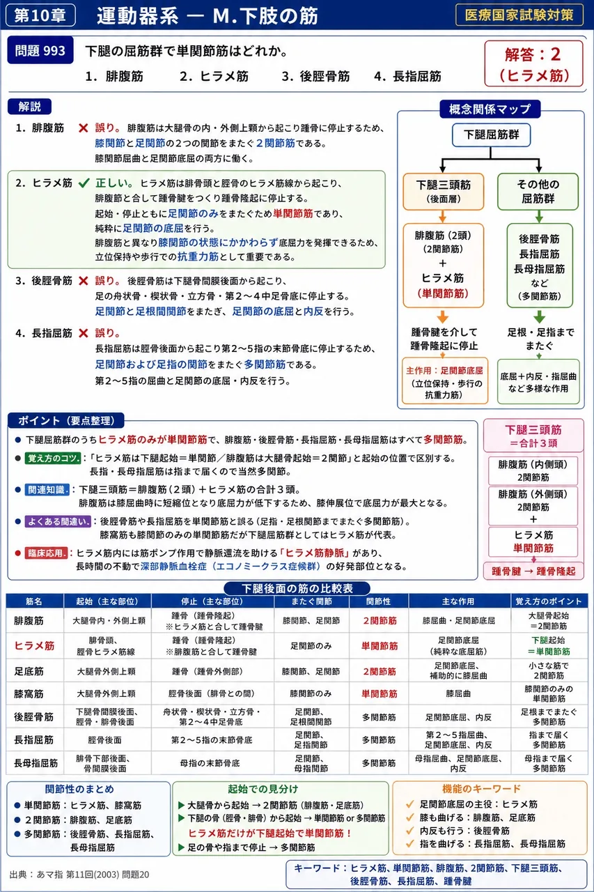 あマ指 第11回(2003) 問題20|下腿の屈筋群で単関節筋はどれか。 解説図