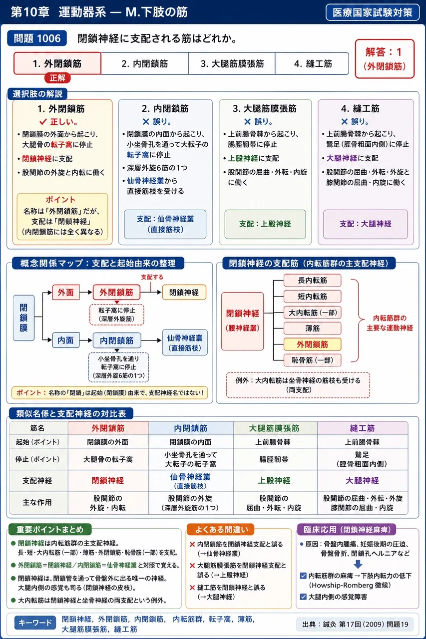 鍼灸 第17回(2009) 問題19｜閉鎖神経に支配される筋はどれか。 解説図