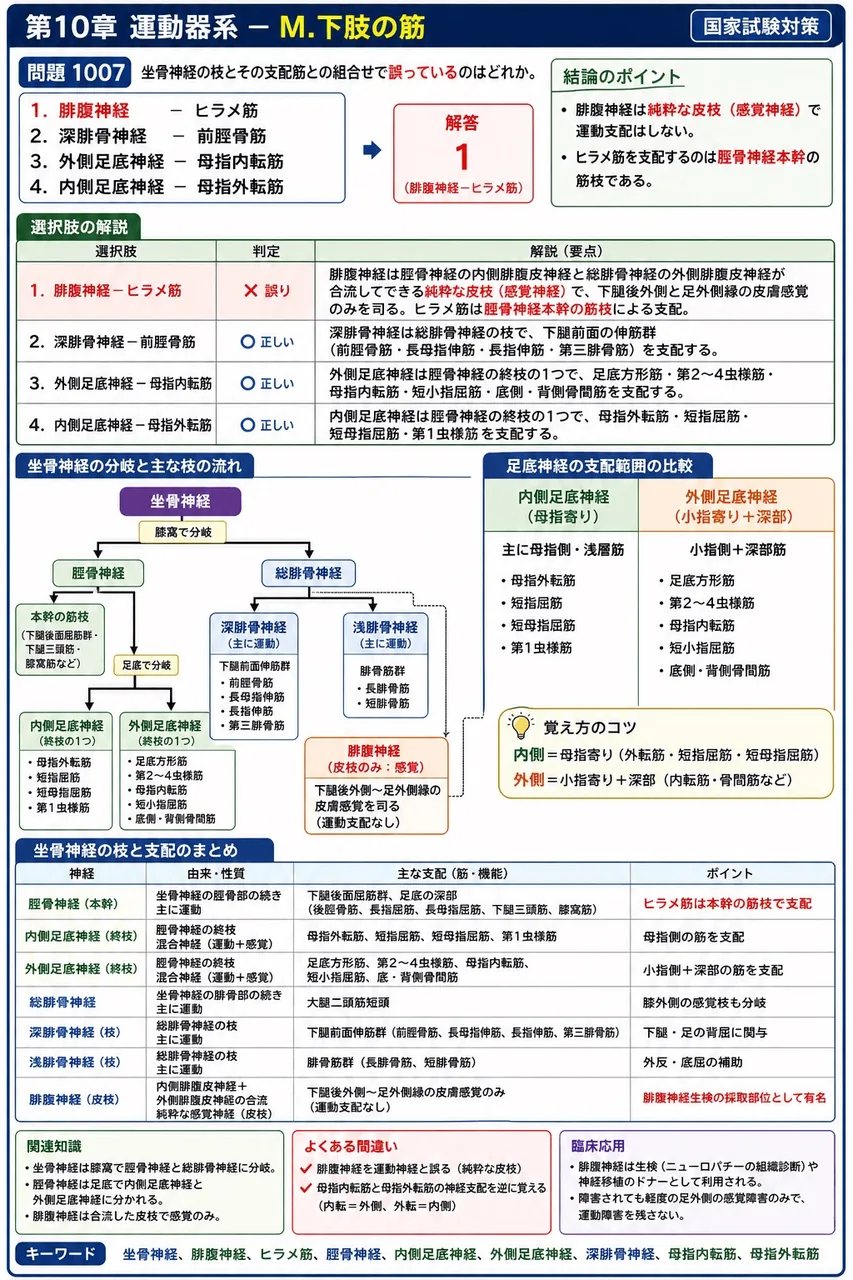鍼灸 第17回(2009) 問題26|坐骨神経の枝とその支配筋との組合せで誤っているのはどれか。 解説図