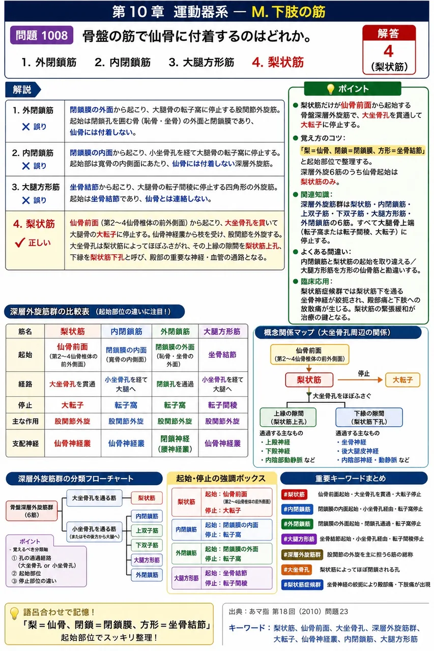 あマ指 第18回(2010) 問題23｜骨盤の筋で仙骨に付着するのはどれか。 解説図