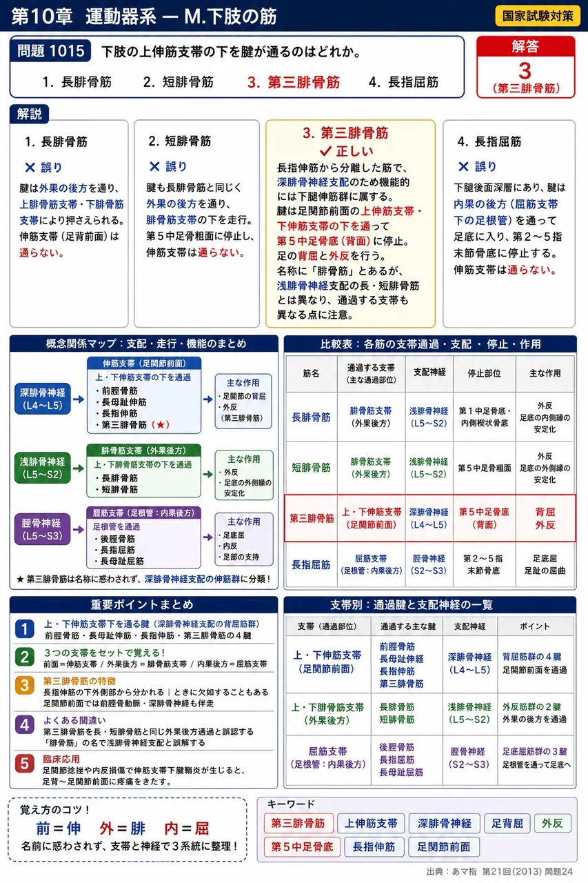 あマ指 第21回(2013) 問題24｜下肢の上伸筋支帯の下を腱が通るのはどれか。 解説図