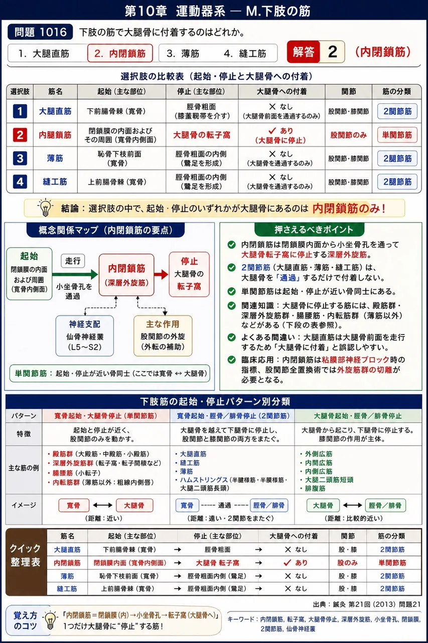 鍼灸 第21回(2013) 問題21|下肢の筋で大腿骨に付着するのはどれか。 解説図