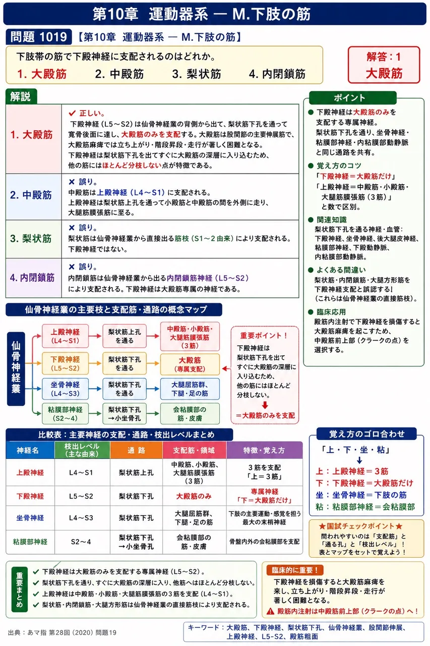 あマ指 第28回(2020) 問題19|下肢帯の筋で下殿神経に支配されるのはどれか。 解説図