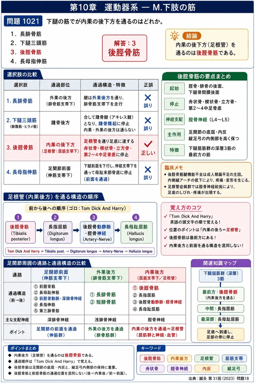鍼灸 第31回(2023) 問題18|下腿の筋でが内果の後下方を通るのはどれか。 解説図